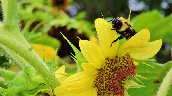 bees ecojustice