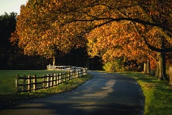 fall road