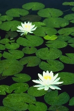 lily pads