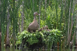 mallard family