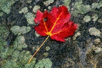 maple leaf