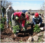 Rainwater Garden Planting