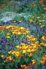 wildflowers