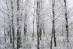 winter trees