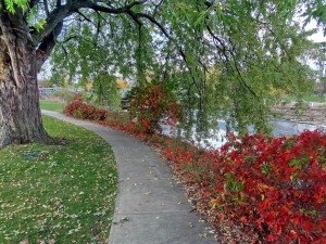 Pathway through Silver Maple and Virginia Creeper