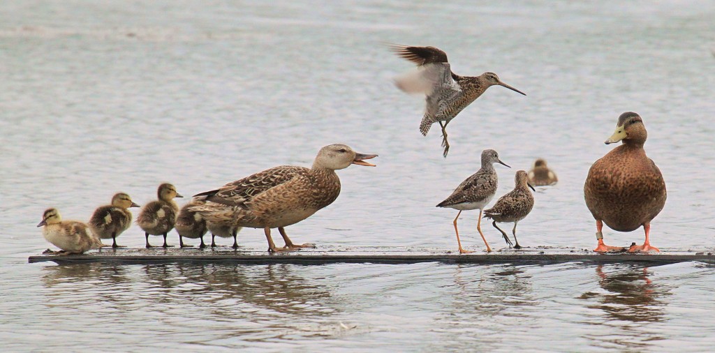 ducks chasing sandpipers