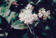 dogwood_180