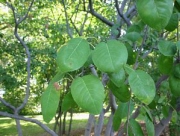 serviceberry_180